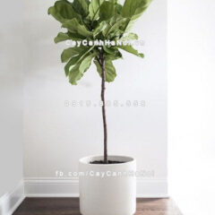 Cây Fiddle Leaf Fig